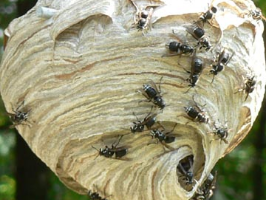 Baldfaced Hornet's paper nest