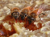 Three bee friends