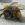 Honey bee loaded with pollen