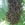 A bee swarm hanging on a tree branch
